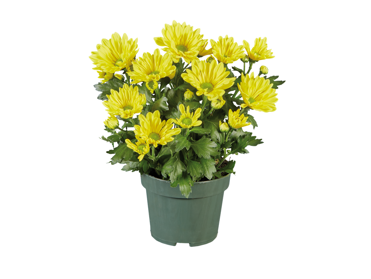 Gele chrysanten in een pot.