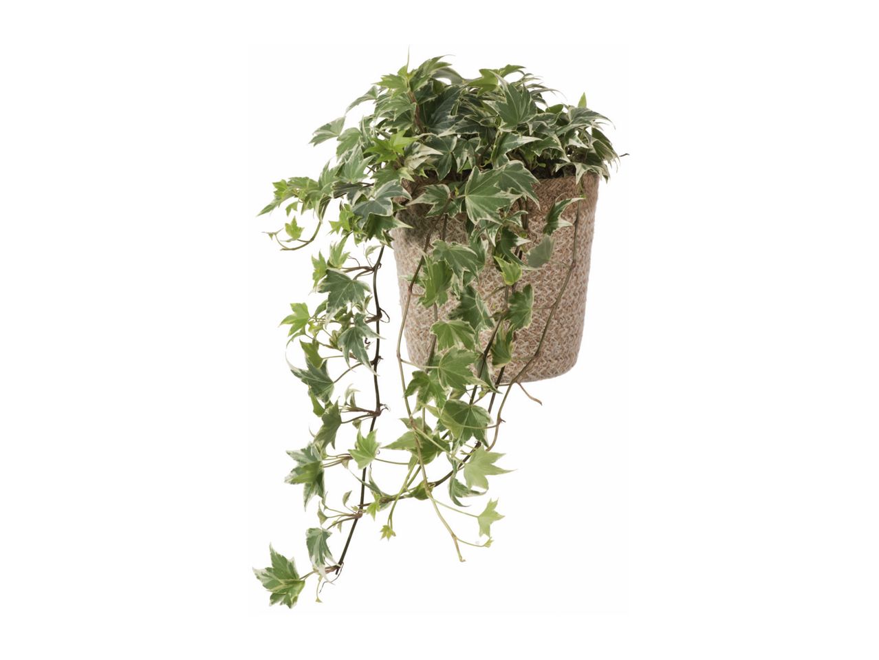 Go to full screen view: Green Plants in Jute Pots - Image 2