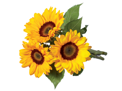 Zonnebloemen