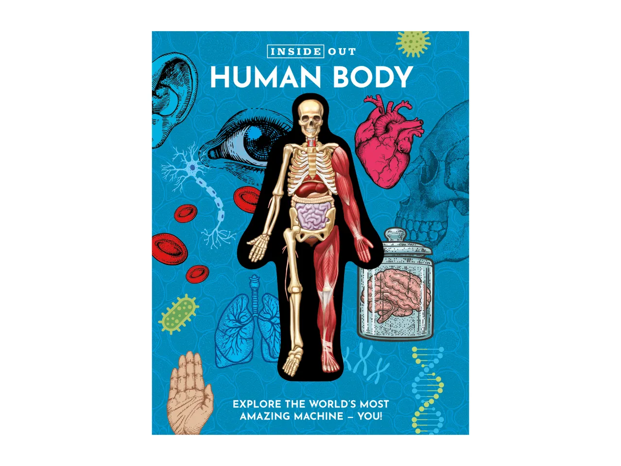 Human body anatomy poster with skeleton, organs, cells, and DNA, titled 'Inside Out Human Body'.