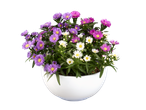 A white bowl filled with purple, pink, and white aster flowers.