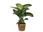 Dieffenbachia kamerplant in een gevlochten pot