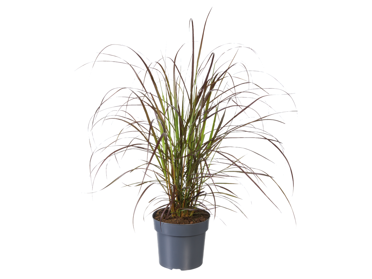 Purple grass in a pot.