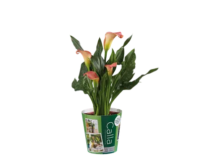 Calla