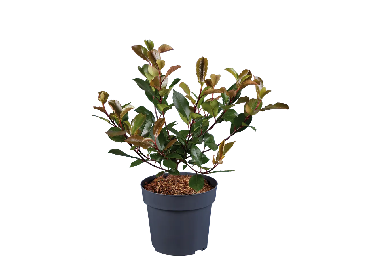 Potted plant with green and reddish-brown leaves, mulched with wood chips.