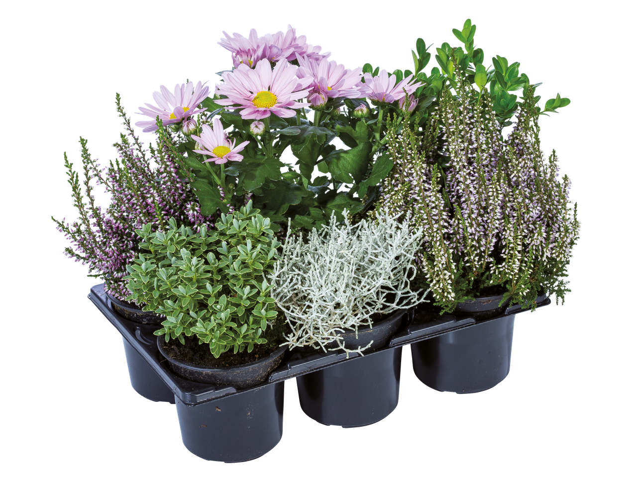 En bricka med sex krukor med olika växter, inklusive rosa krysantemum och ljung.