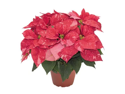 Prémium mikulásvirág*