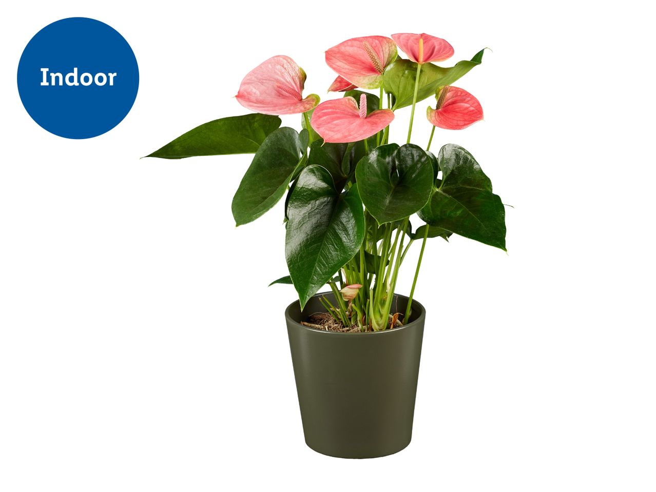 Potted pink anthurium plant with green leaves, labeled 'Indoor' in a blue circle.
