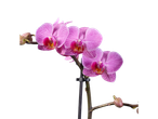 Orquídeas cor-de-rosa com botões em fundo preto
