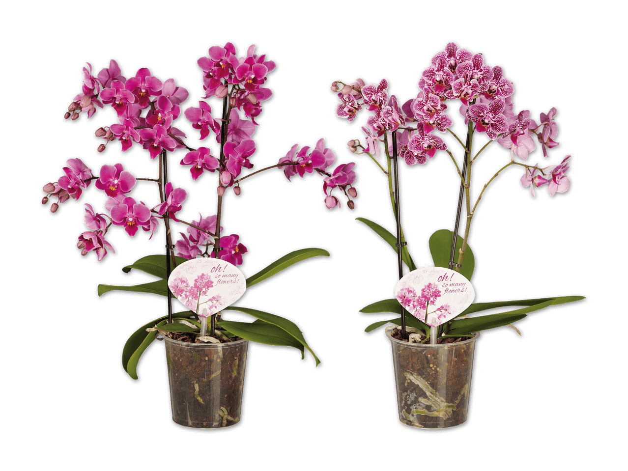 Zwei blühende Orchideen in Töpfen, eine mit einfarbigen rosa Blüten, die andere mit gesprenkelten rosa Blüten.