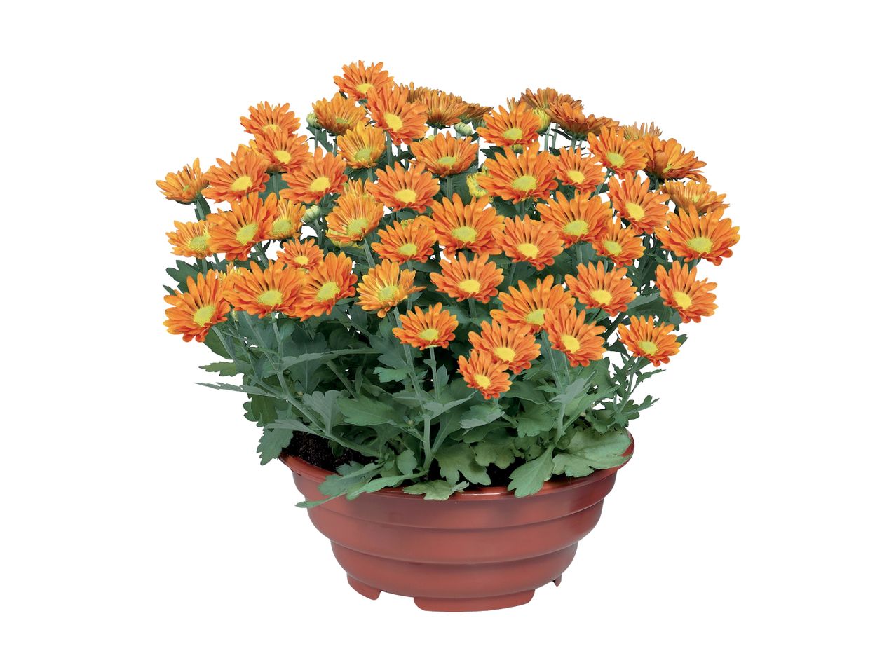 En orange potteplante med mange små blomster.