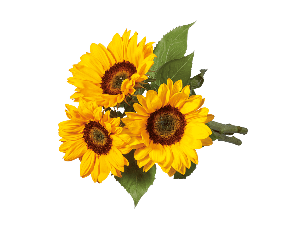 Trois tournesols jaune vif avec des feuilles vertes sur fond noir.