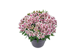 Potted alstroemeria plant with white and pink flowers, and green leaves.