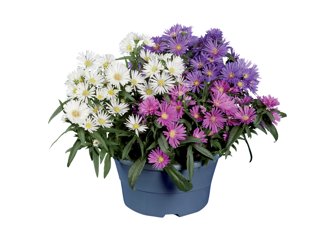 Pot d'asters blancs, violets et roses.