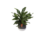 Fern plant in a dark grey pot, Nature brand.