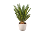 Plante d'intérieur verte en pot blanc sur fond noir.
