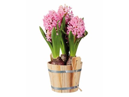 Virághagymák favödröcskében*