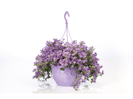 Campanula hangplant