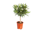 Petit arbre en pot avec des fleurs blanches sur fond noir.