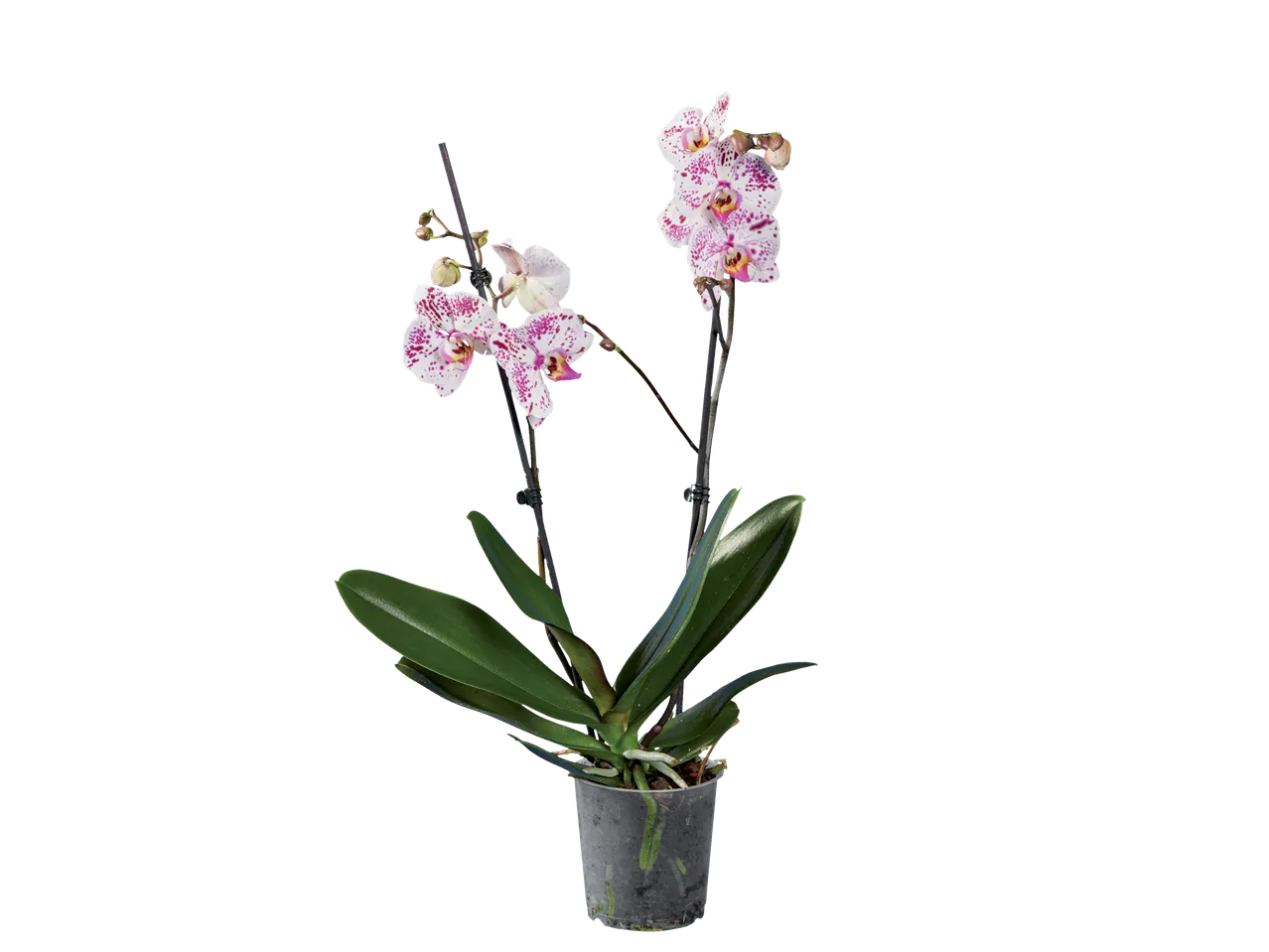 Phalaenopsis orchid in pot, white and purple flowers.