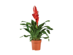 Bromeliad plant in a pot with red flowers.