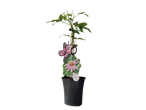 Passiebloem 'Albicida' in pot met vlinderkaartje.