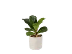 Ficus lyrata plant in een witte pot.