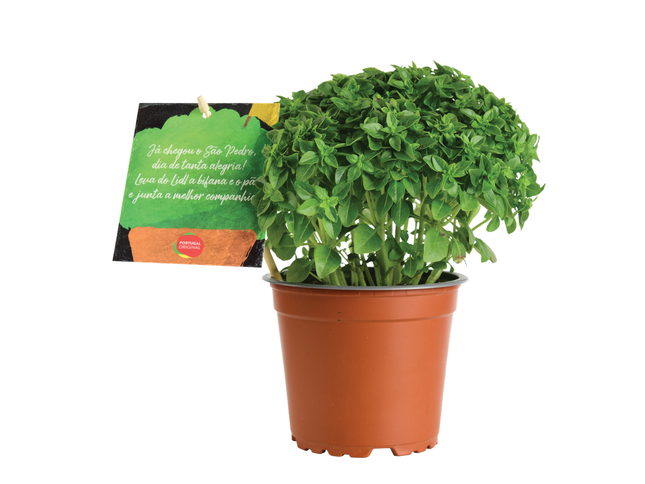 Planta de manjericão em vaso, Portugal Original.