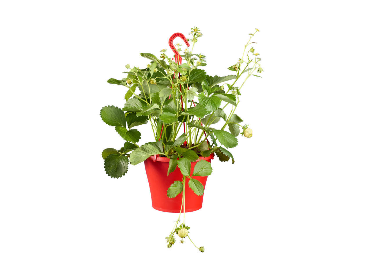 Hangende aardbeiplant met groene bladeren, witte bloemen en onrijpe aardbeien in een rode pot.
