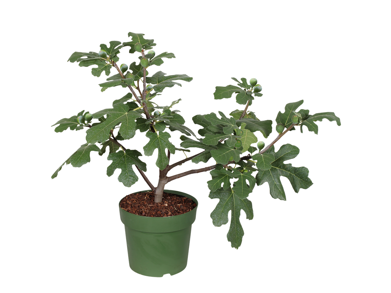 Biologische vijgenboom in groene pot met groene bladeren en onrijpe vruchten.
