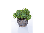 Planta suculenta em vaso de vime.