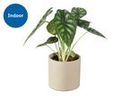 An indoor plant with large, textured green leaves in a light-colored pot.