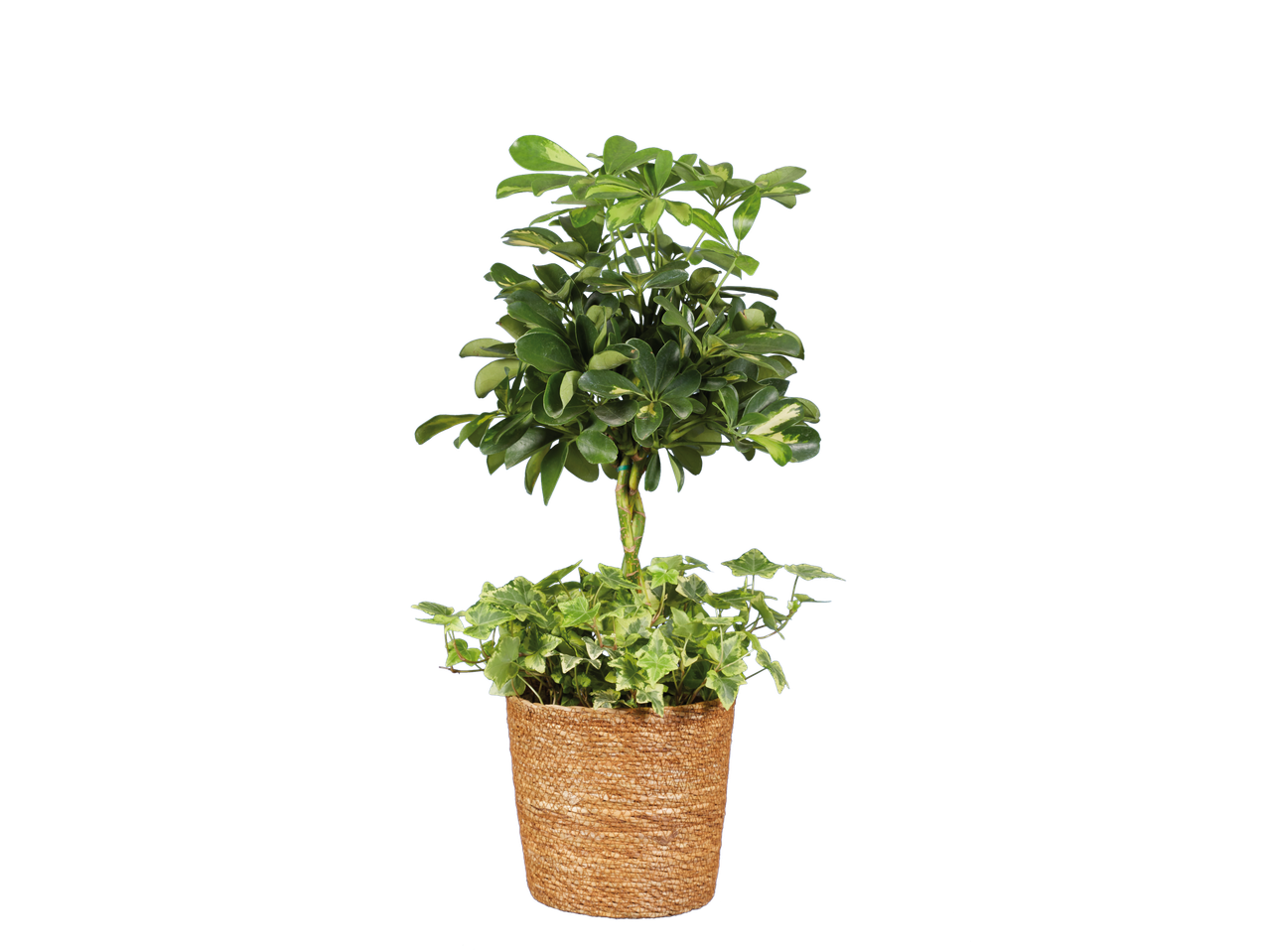 Schefflera e hera num vaso castanho.