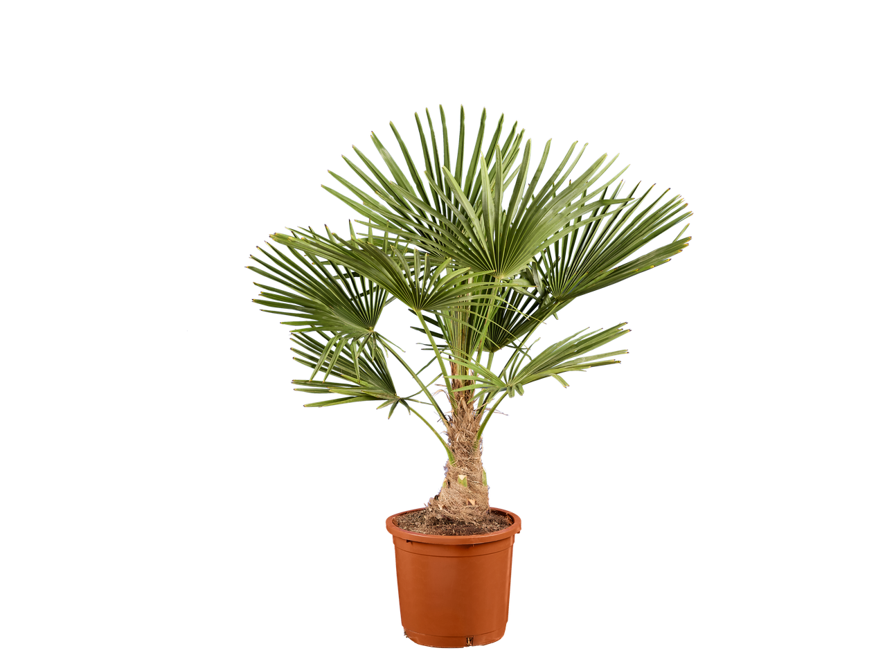 Palmboom in bruine pot op zwarte achtergrond.