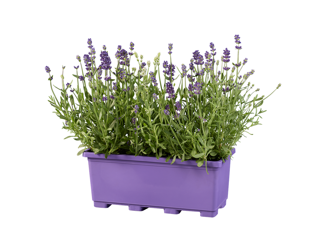 Lavande en fleurs dans une jardinière violette sur fond noir.
