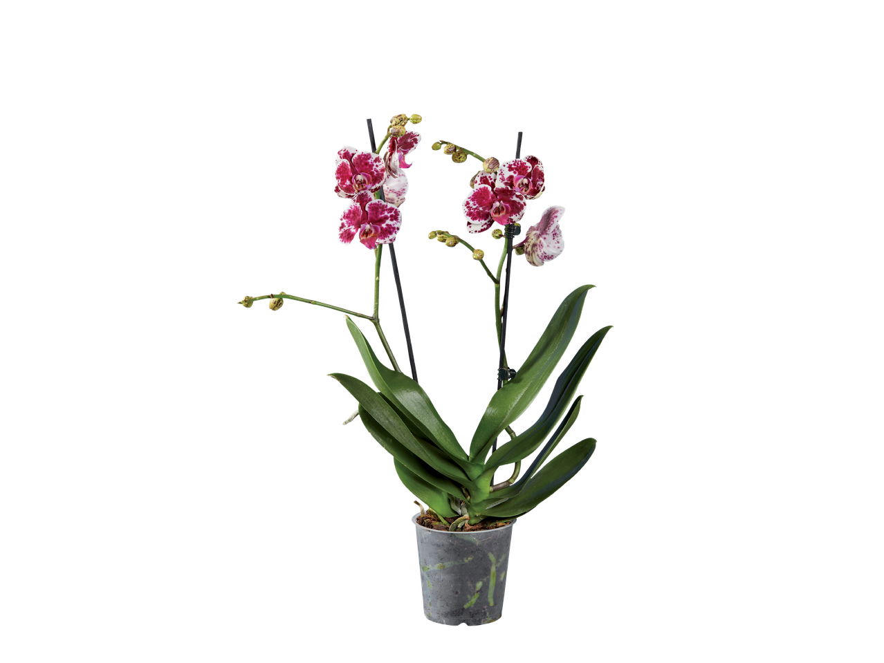 Орхидея Фаленопсис с пъстри розово-бели цветове и зелени листа в прозрачна саксия.