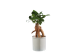 Um ficus ginseng em um vaso branco.