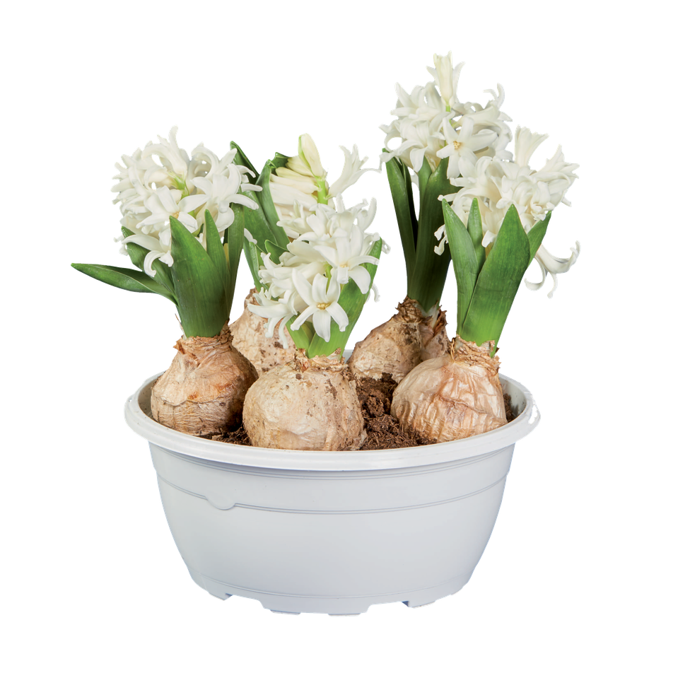 White hyacinths in a white planter, showcasing the bulbs and green leaves.