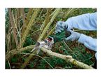 Person wearing gloves using a green cordless reciprocating saw to cut a tree branch.