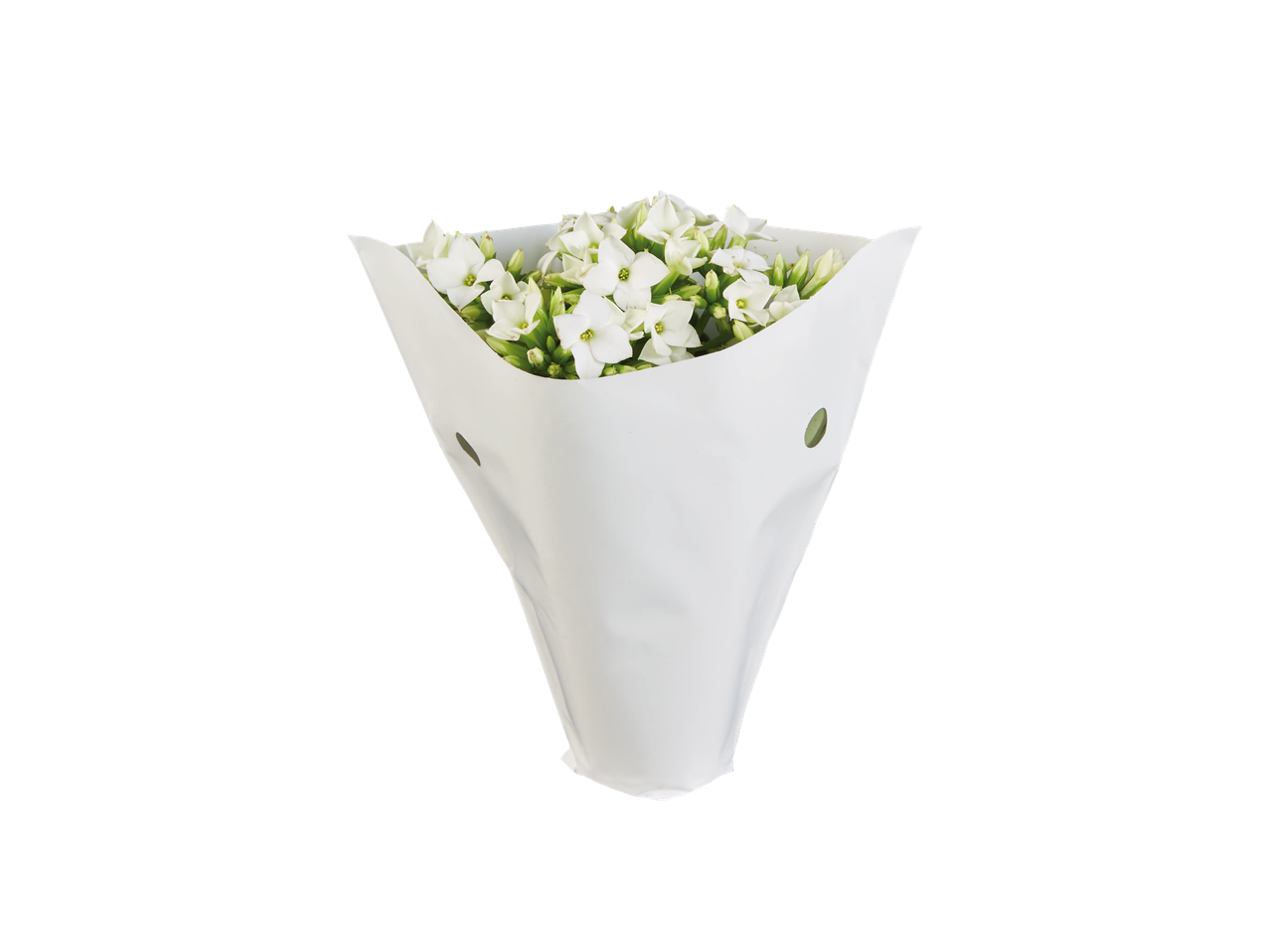 Flores brancas em uma manga de papel.