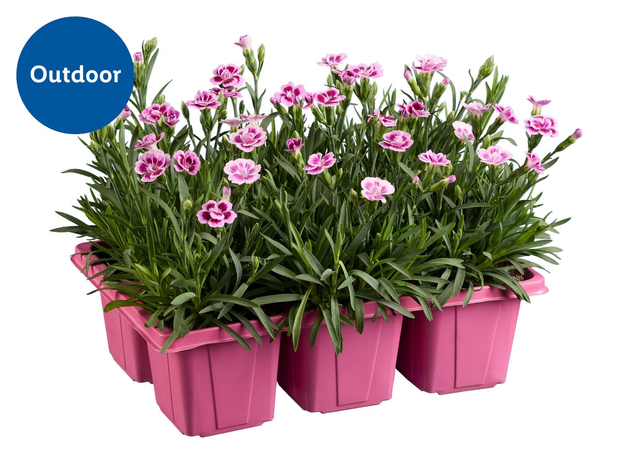 Pink outdoor carnation plants in pink pots, with an 'Outdoor' label.