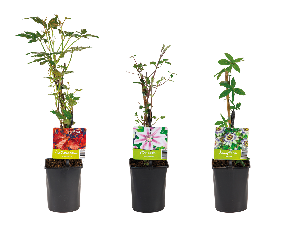 Tri rastline v lončkih: Parthenocissus 'Engelmannii', Clematis 'Nelly Moser' in Passiflora caerulea.