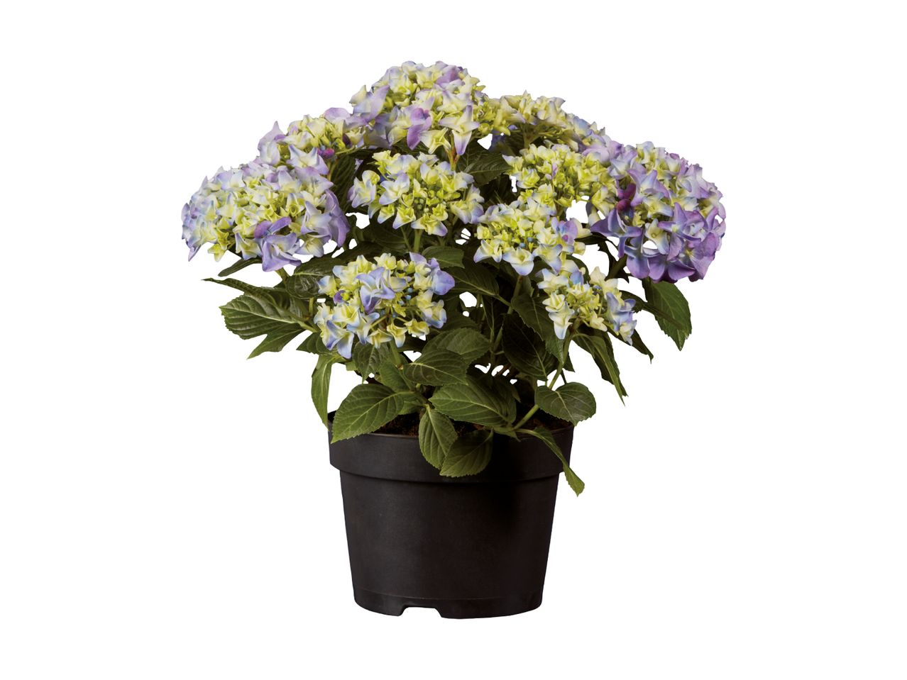 En potteplante med lilla og lysegrønne hortensiablomster.