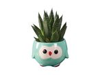 A small succulent plant in a cute teal owl-shaped ceramic pot.