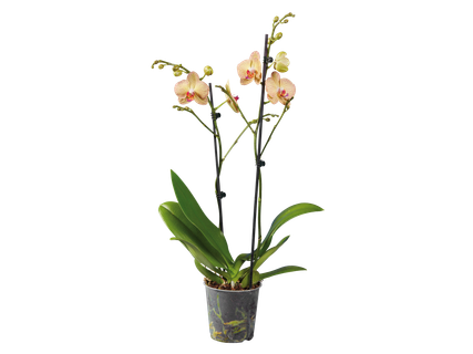 Pillangóorchidea*