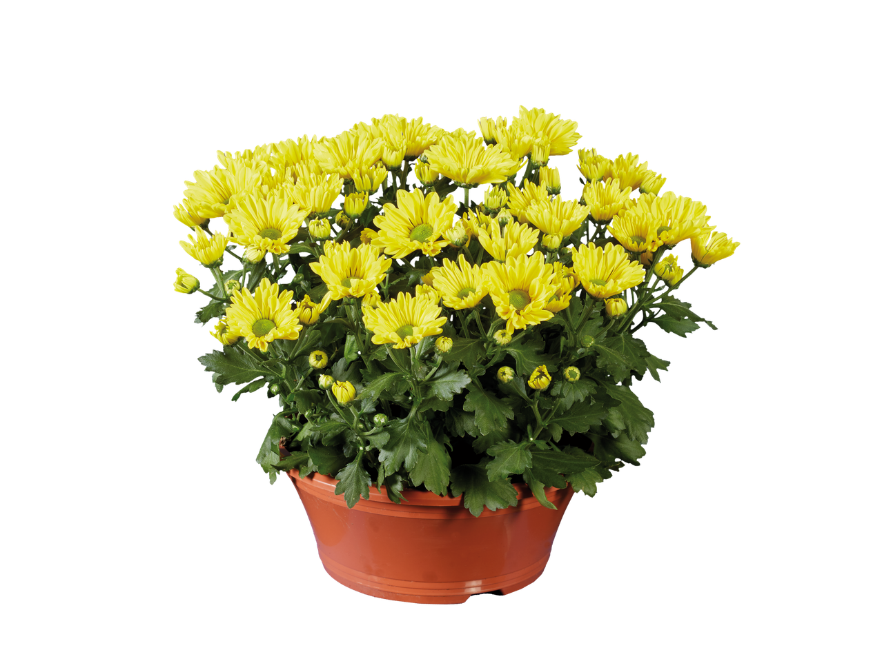 Gele chrysanten in een terracotta pot.