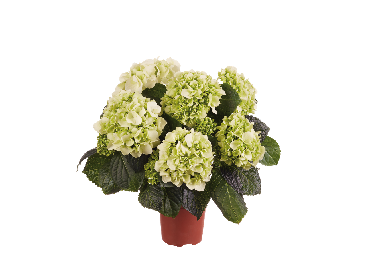 Gepotte lichtgroene hortensia's.