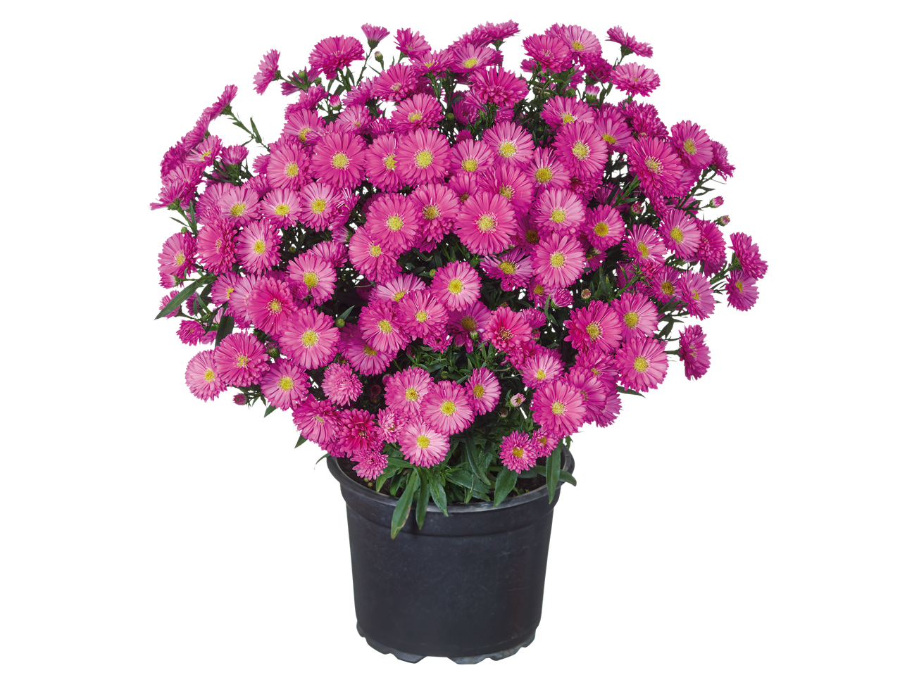 Roze aster bloemen in een pot.