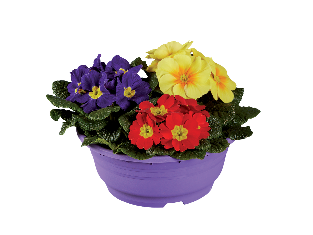 Colorful primroses in a purple pot.