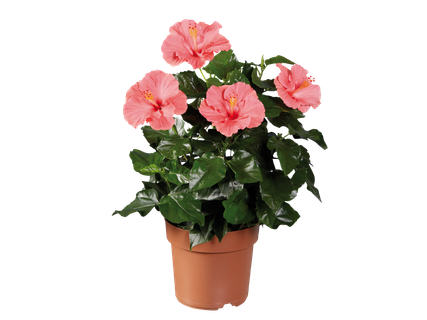Hibiscus